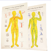 DIAGRAMA SIST. ARTERIAL Y VENOSO